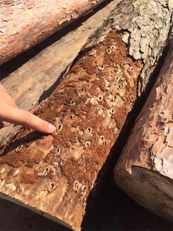 14 松褐天牛？？？拥.jpg